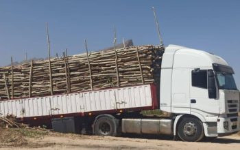 خریدار چوب بالاترین قیمت از سراسر کشور