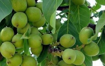 گلخانه گل و گیاه شکوفه در مياندوآب
