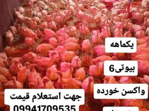 فروش جوجه بوقلمون بیوتی یک ماهه ویک روزه
