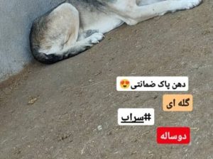 خرید و فروش دامداری