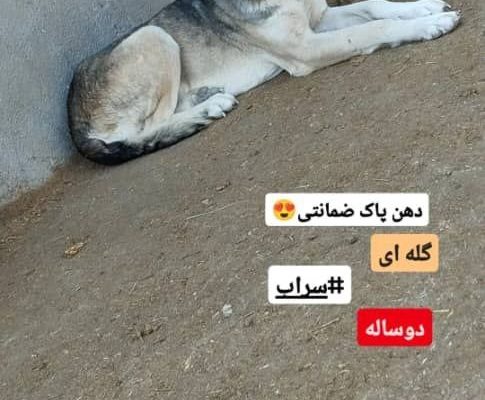 خرید و فروش دامداری