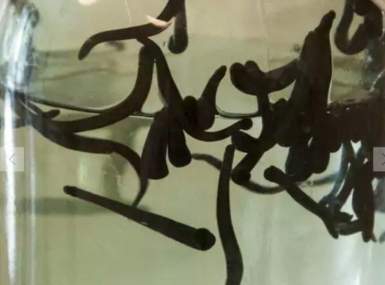 خرید آنلاین زالو طبی از سراسر ایران