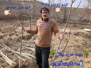 فروش انواع ارقام نهال در مجموعه نهالستان اتاتورک 09387058479