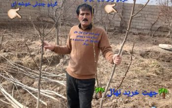 فروش انواع ارقام نهال در مجموعه نهالستان اتاتورک 09387058479