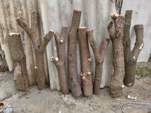 فروش یوکا بنسای و تنه در اندازه و قطرهای مختلف