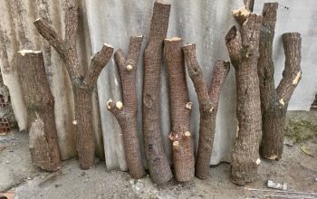 فروش یوکا بنسای و تنه در اندازه و قطرهای مختلف