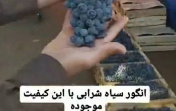 انگور شانی دیم سردشت کردستان سیاه