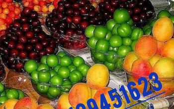 میوه میوه های چهار فصل مجلسی تالار جشن عروسی مراسم