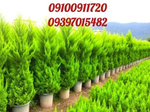 فروش انواع درختان میوه و سایه و درختان بن دار جریمه ای