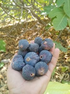 انجیر خشک سیاه بدون خرابی کاملا ارگانیک