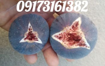 انجیر خشک سیاه بدون خرابی کاملا ارگانیک