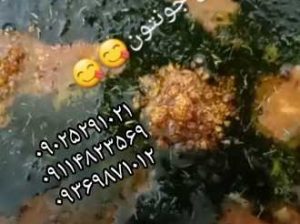 سفارش همه نوع غذا از قائمشهر مازندران