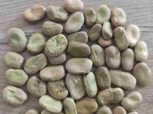 مرکز خرید بزرگ باقلا در کرمانشاه