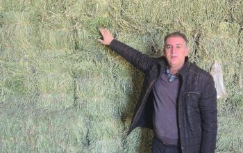مرکز فروش یونجه و کلش کاه بسته جو محلی و سیب زمینی دامی در همدان