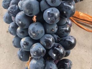 حجره دار و بارفروشی و حق العمل کاری صداقت در تهران 09129451623