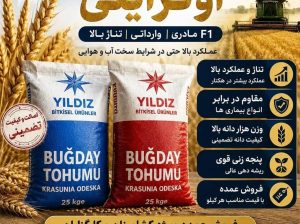 بذر گندم اوکراینی وارداتی