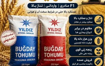 بذر گندم اوکراینی وارداتی